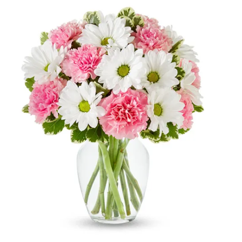 Pastel_Daisy_Delight