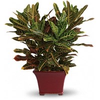 Croton
